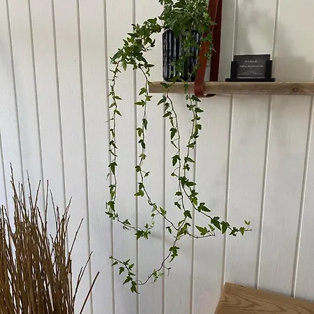 宝鼎公寓 公寓 *