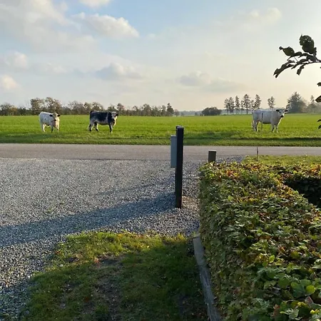 Bolding * بيلوند